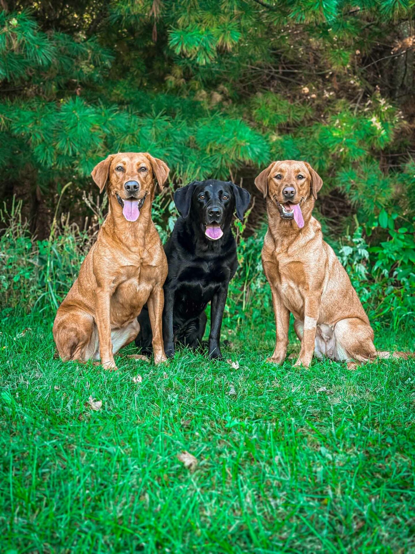 Three dogs, two brown and one black, sit side by side on green grass with trees and foliage in the background.