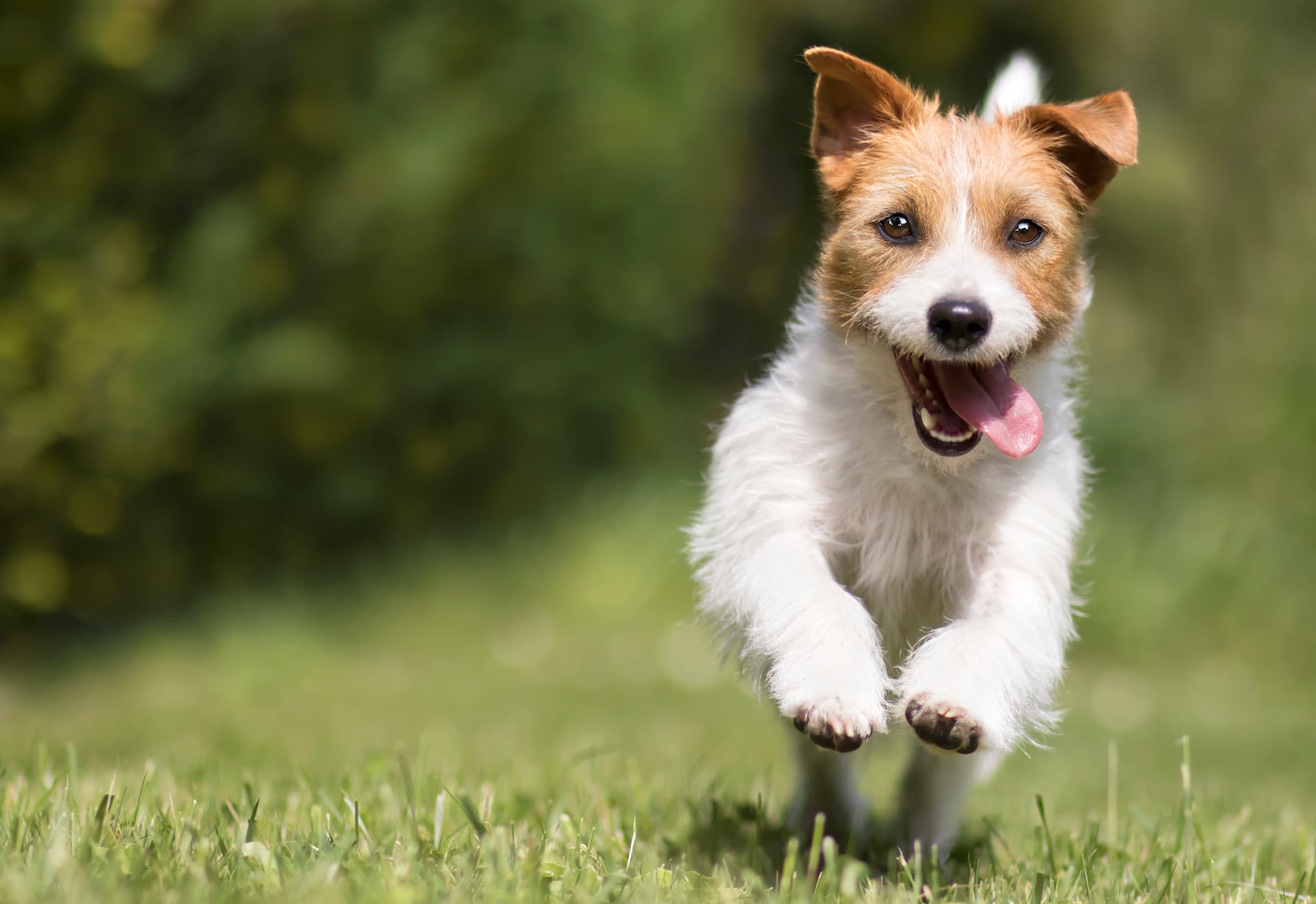 corgi dog running