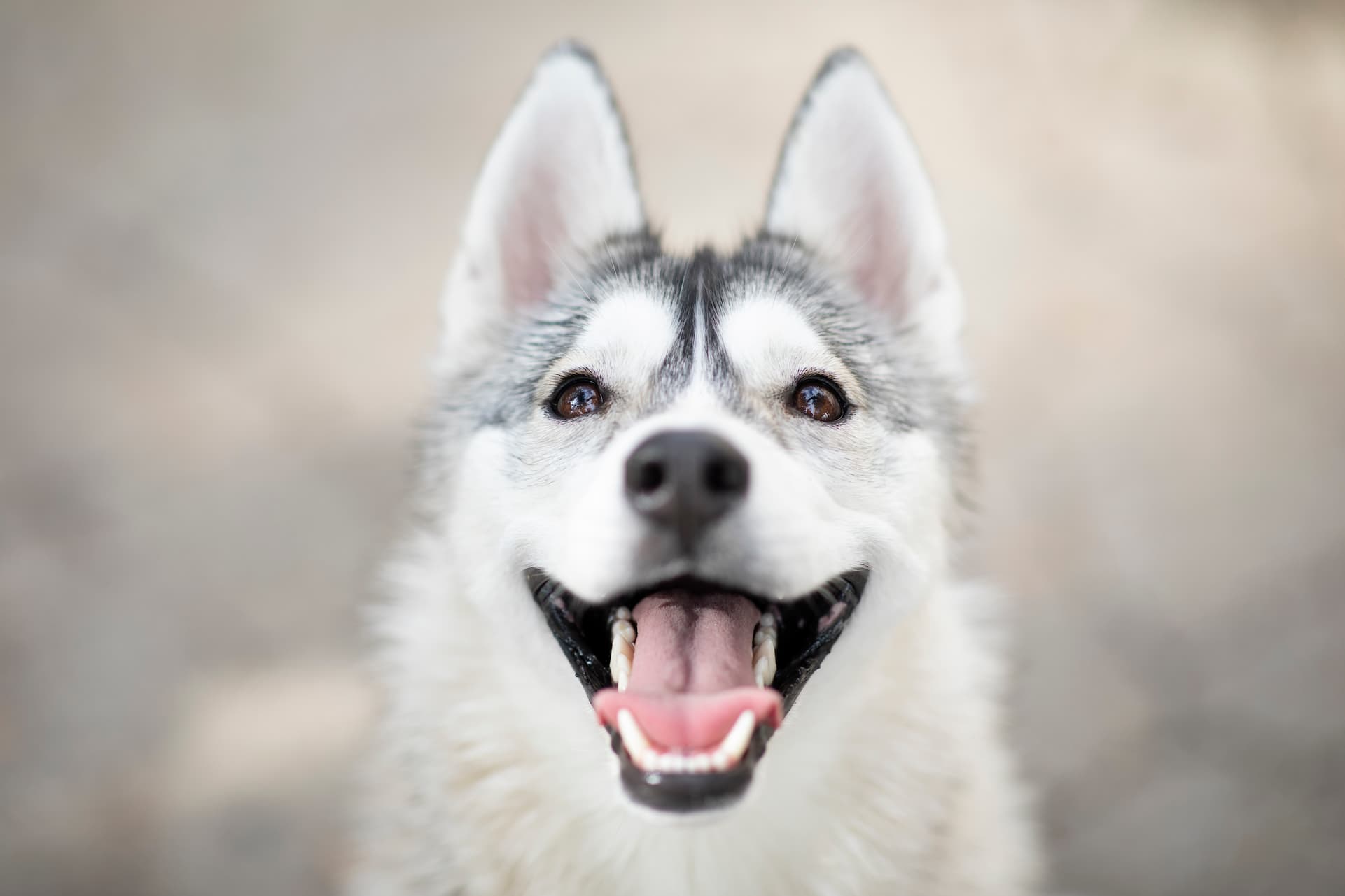 smiling husky dog