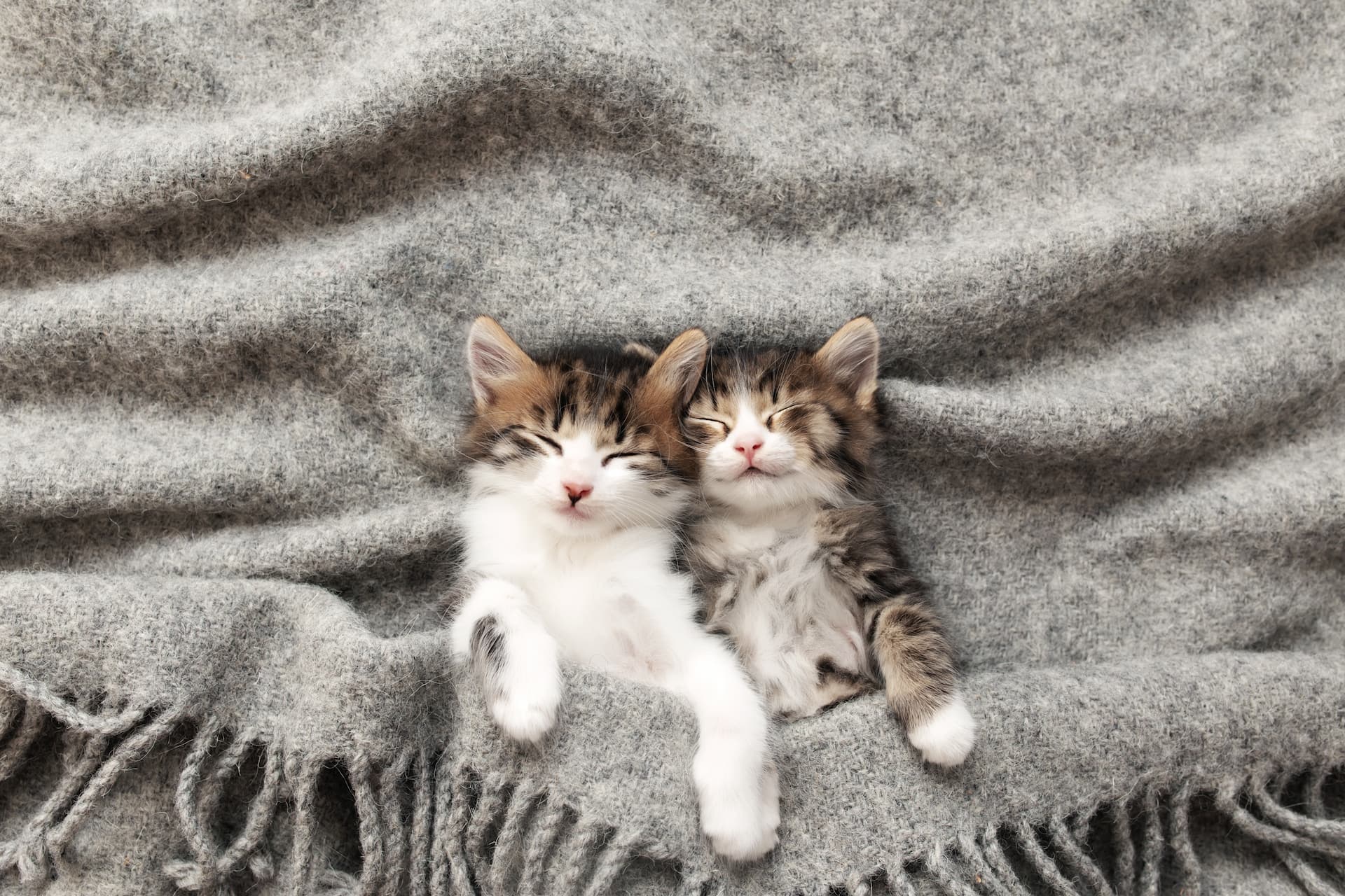 kitten sleeping on a bed