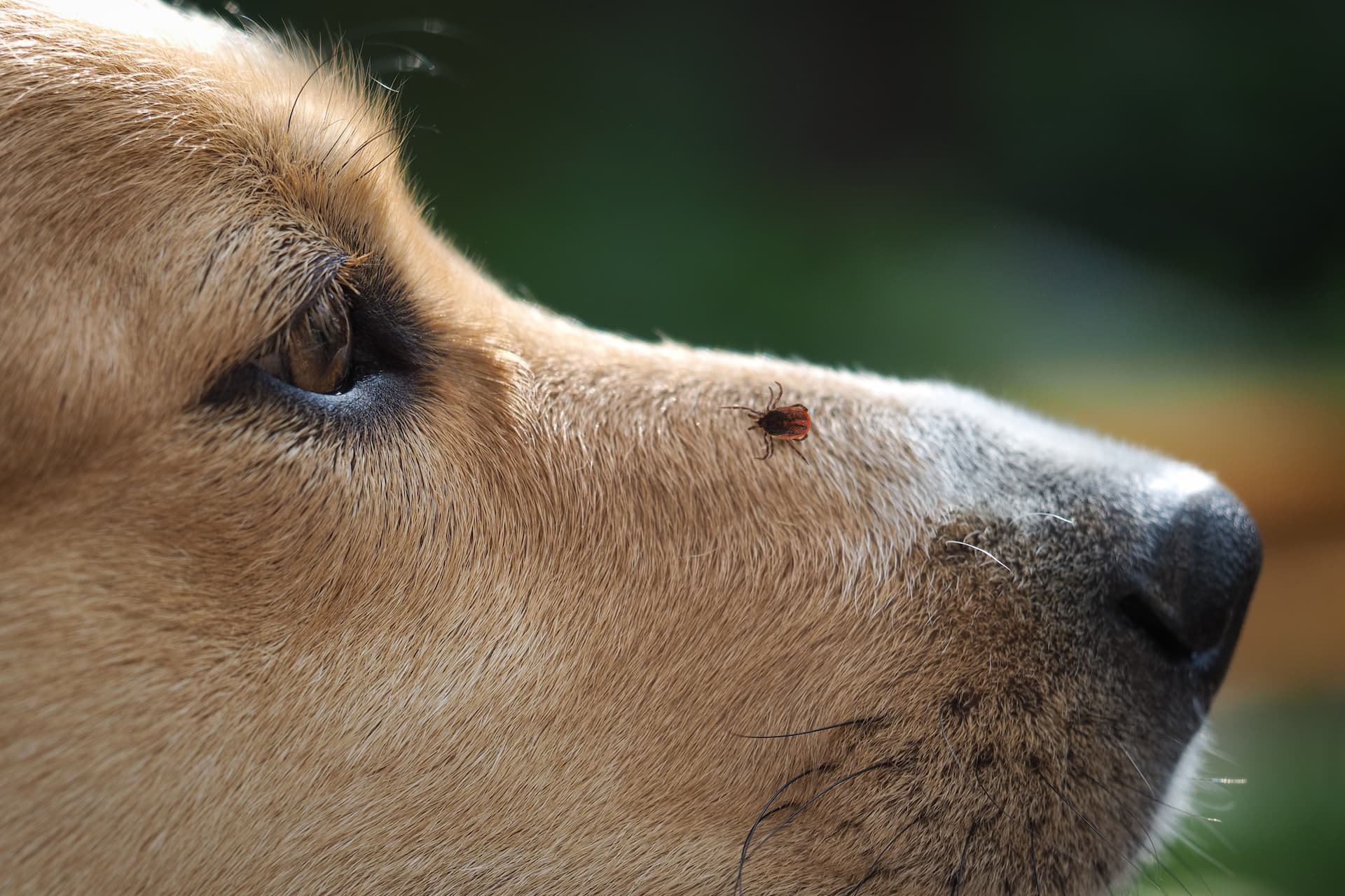 Dog tick treatment