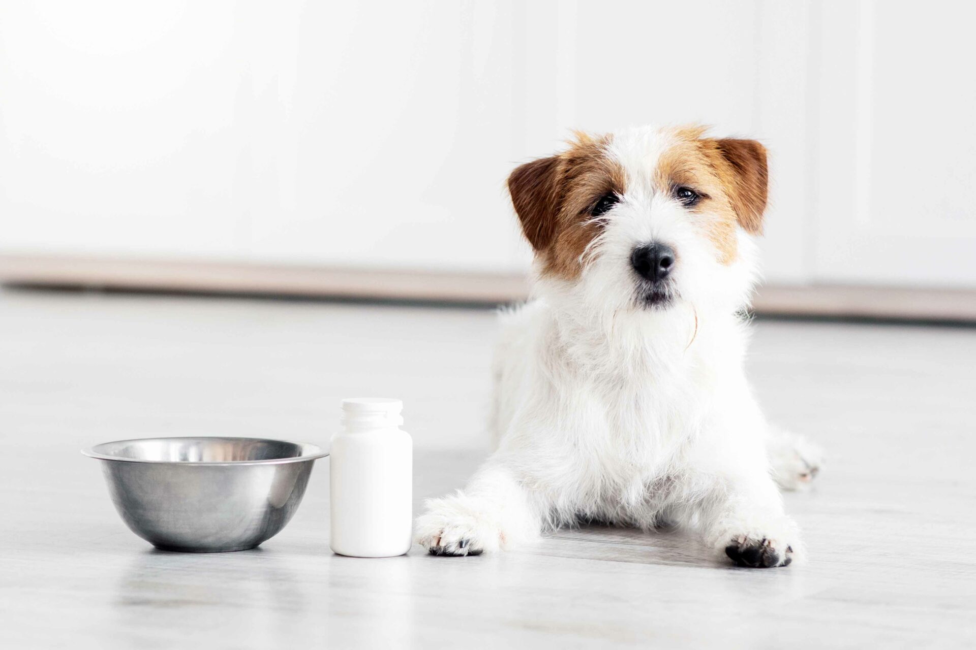 Why Choose Us For Your Pet's Medications