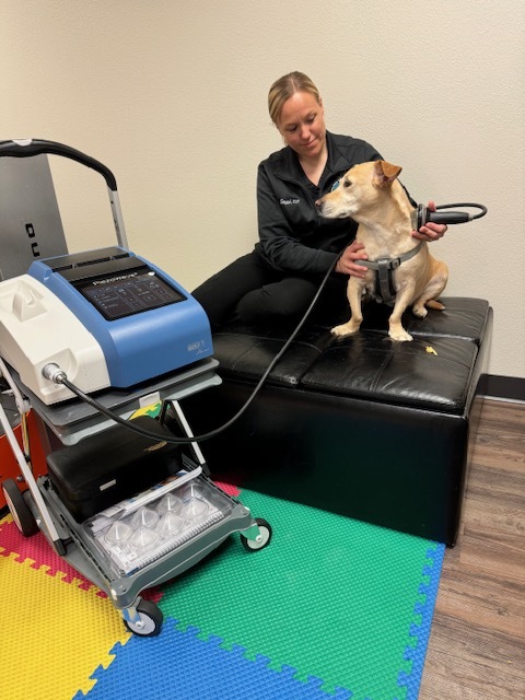 A dog on a shockwave treatment