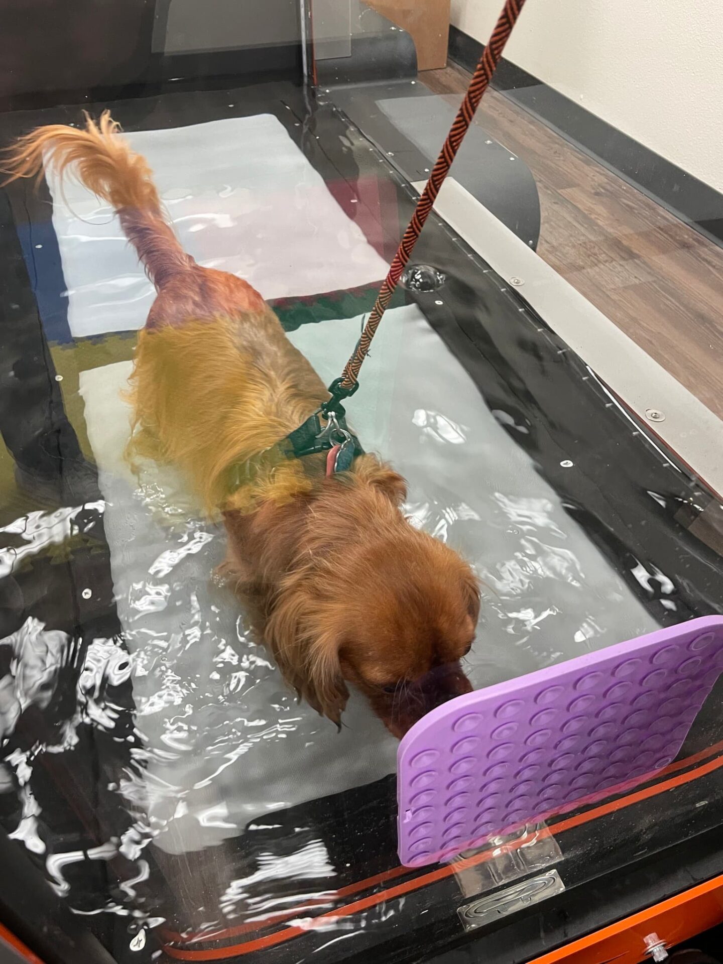 Dog water treadmill treatment